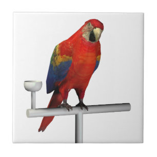 Red Parrot Scarlet Macaw Tile