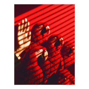 Red Parrots and a Hand Photo Print