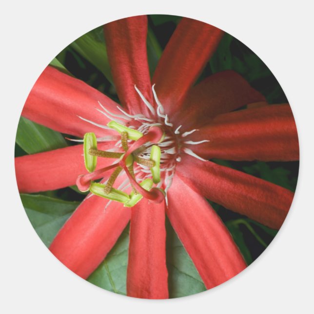Red Passion Flower Classic Round Sticker (Front)