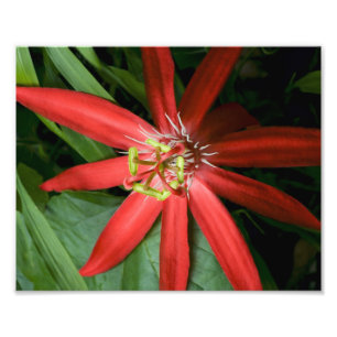 Red Passion Flower Photo Print