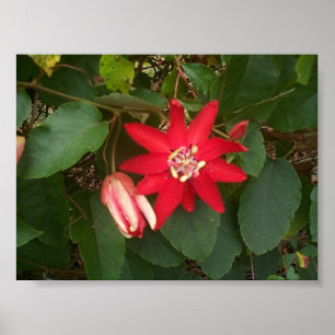Red Passion Poster