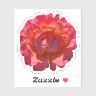 Red Peach Rose Blossom
