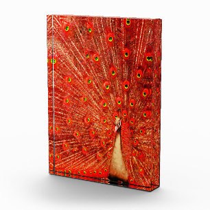 Red Peacock Displaying His Red Feathers, Photo Block