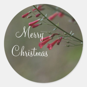 Red penstemon Merry Christmas Classic Round Sticker