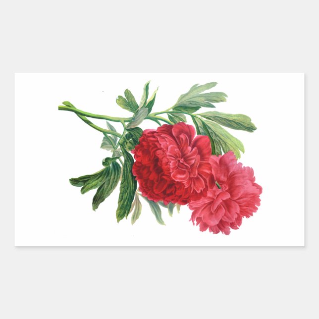 Red Peonies Drawn From Nature Rectangular Sticker (Front)