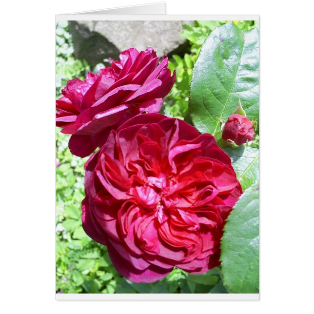 Red Peony (Front)