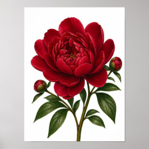 Red Peony Flower Front View Poster