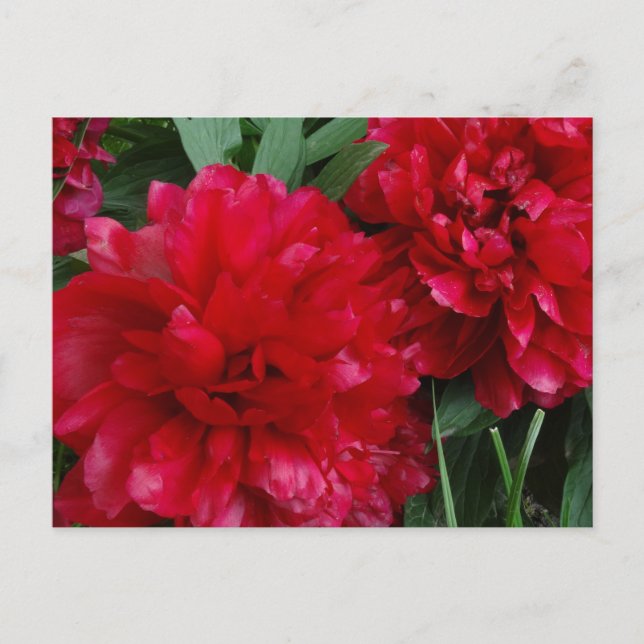 Red Peony Postcard Photo (Front)