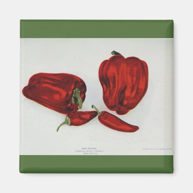 Red Pepper - Vintage Image Magnet (Front)