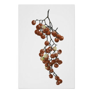 Red Peppercorns - Botanical Study 3 Poster