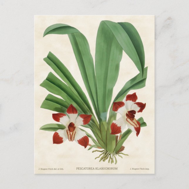 Red Pescatorea Orchid Vintage Botanical Postcard (Front)