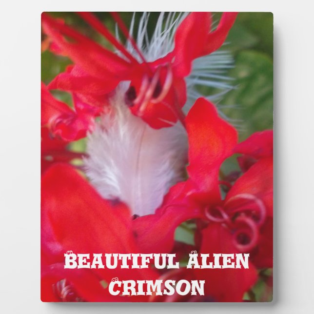Red Petal Feather Art Print Plaque (Front)