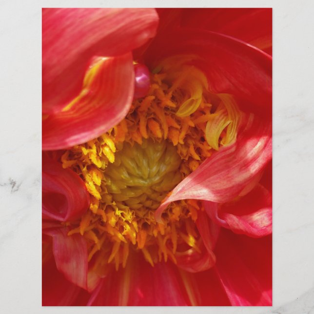 red petals (Front)