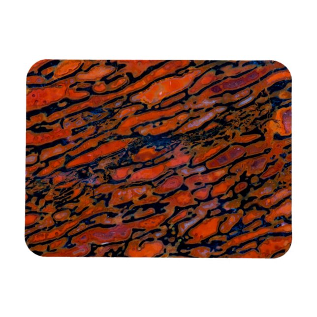 Red Petrified dinosaur bone Magnet (Horizontal)