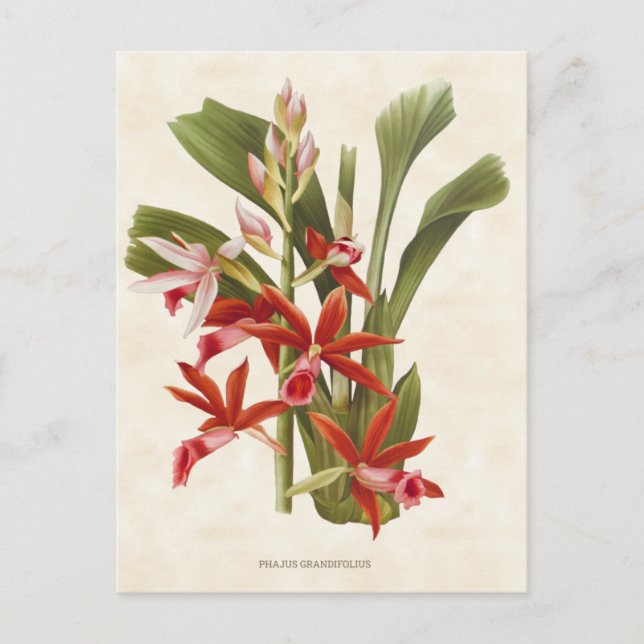 Red Phaius Orchid Vintage Botanical Postcard (Front)