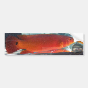 Red Pike Cichlid Bumper Sticker