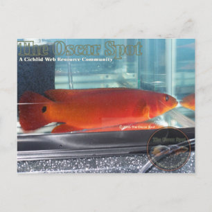 Red Pike Cichlid Postcard