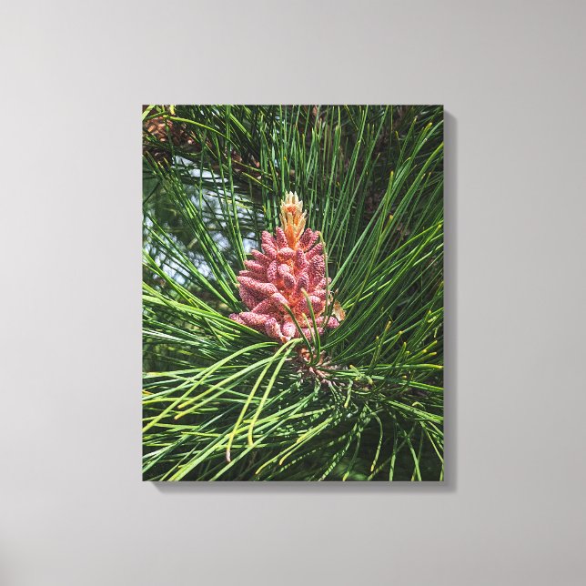 Red Pine Tree Pollen Cone (Pinus resinosa) Canvas Print (Front)