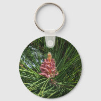 Red Pine Tree Pollen Cone (Pinus resinosa)