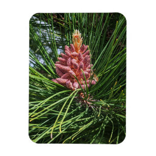 Red Pine Tree Pollen Cone (Pinus resinosa) Magnet
