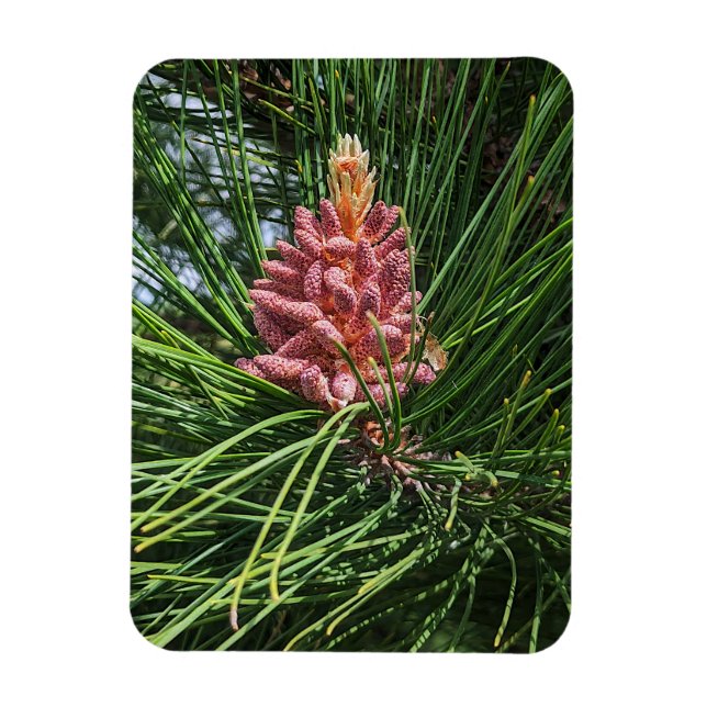 Red Pine Tree Pollen Cone (Pinus resinosa) Magnet (Vertical)