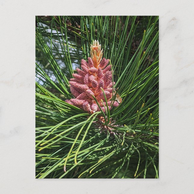 Red Pine Tree Pollen Cone (Pinus resinosa) Postcard (Front)