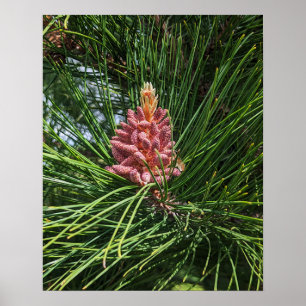 Red Pine Tree Pollen Cone (Pinus resinosa) Poster