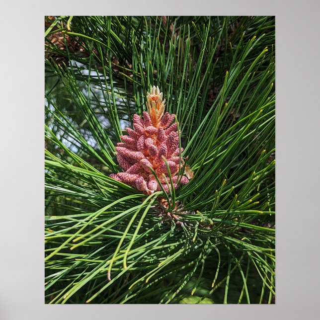 Red Pine Tree Pollen Cone (Pinus resinosa) Poster (Front)