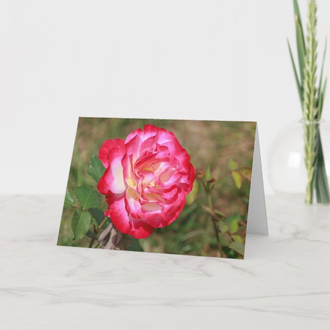 Red, Pink and White Rose Blank Greeting Card (Front)