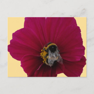 Red Pink poppy Flower with a Bumble Bee Postcard