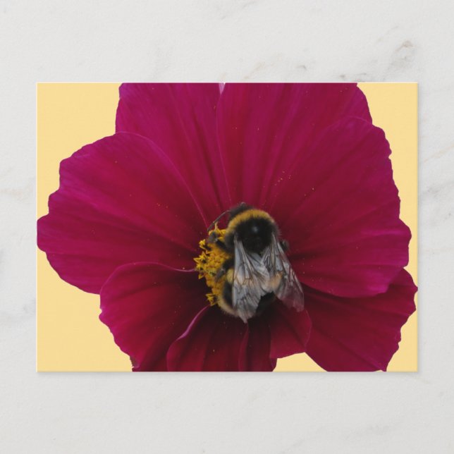 Red Pink poppy Flower with a Bumble Bee Postcard (Front)