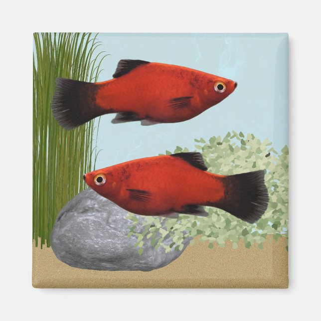 Red Platies Tropical Fish Nature Aquarium Magnet (Front)