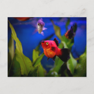 Red Platy Fish  Postcard