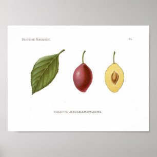 Red Plum Poster
