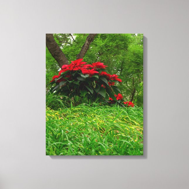 Red Poinsettia Canvas Print (Front)