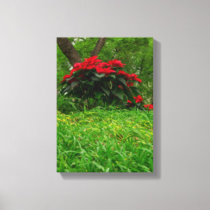 Red Poinsettia Canvas Print