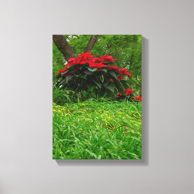 Red Poinsettia Canvas Print (Front)