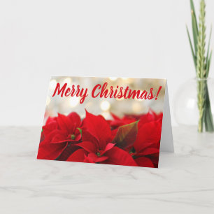 Red Poinsettia Christmas Flowers Floral Bokeh Holiday Card