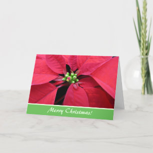 Red Poinsettia Christmas Greeting Card
