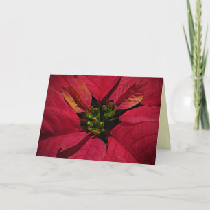 Red Poinsettia Christmas Holiday Card