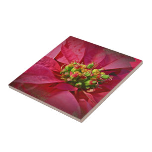 Red Poinsettia - Christmas Tile