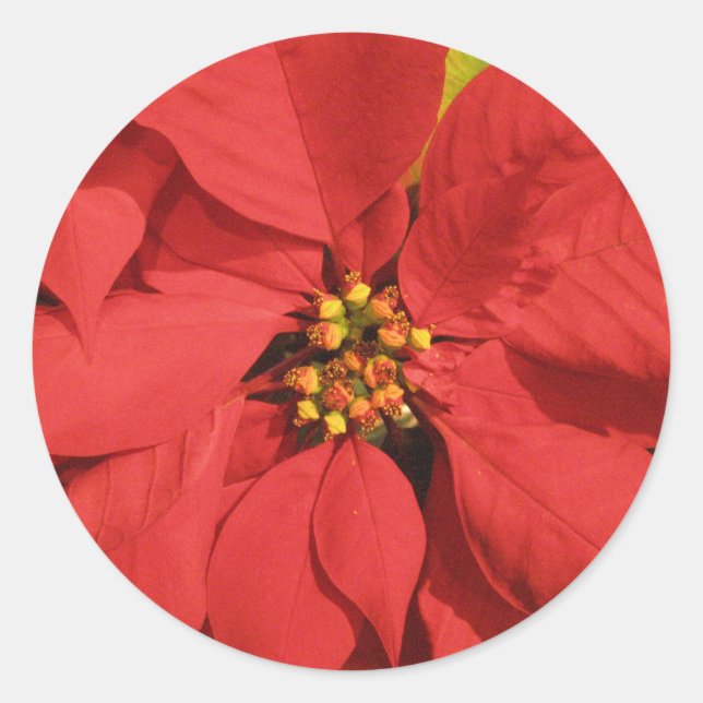 Red Poinsettia Classic Round Sticker (Front)