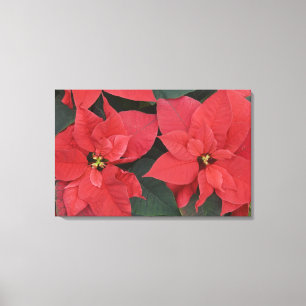Red Poinsettia Detail (Euphorbia pulcherrima) Canvas Print