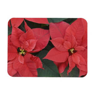 Red Poinsettia Detail (Euphorbia pulcherrima) Magnet