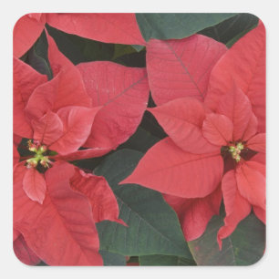 Red Poinsettia Detail (Euphorbia pulcherrima) Square Sticker