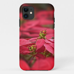 Red Poinsettia Flower iPhone Case