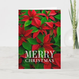 Red Poinsettia Flowers Holiday Card