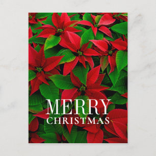 Red Poinsettia Flowers Holiday Postcard