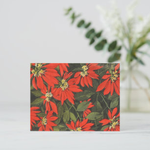 Red Poinsettia Holiday Postcard