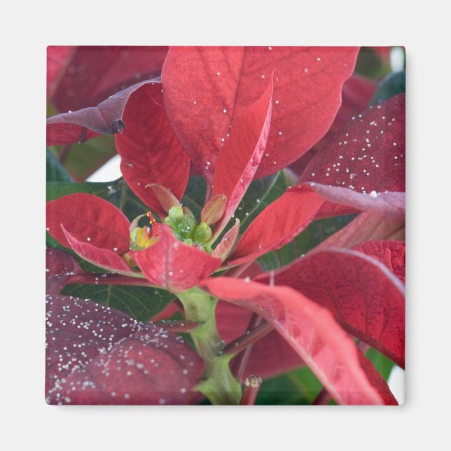 Red Poinsettia - Magnet (Front)